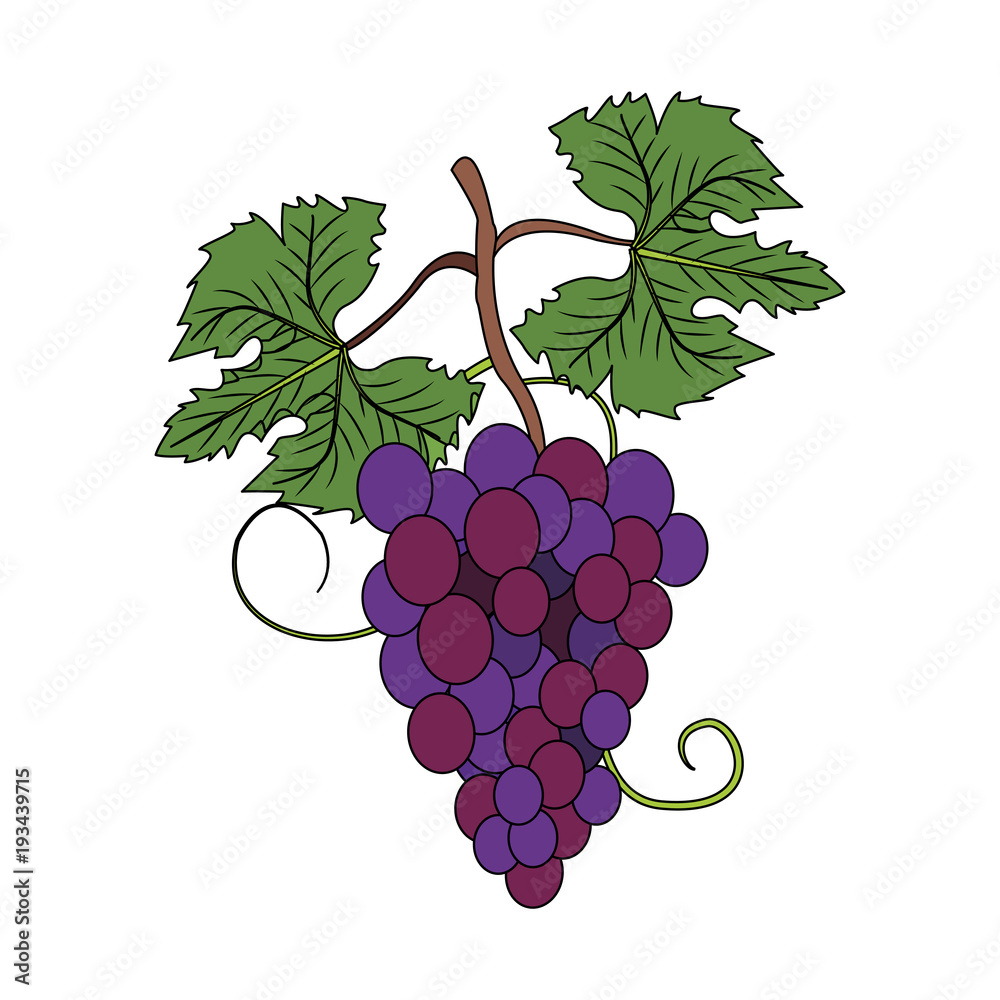 Fototapeta premium Grapes fruit symbol icon vector illustration graphic design