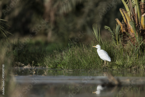 Cattle egret in the Oasis of Bahariya photo