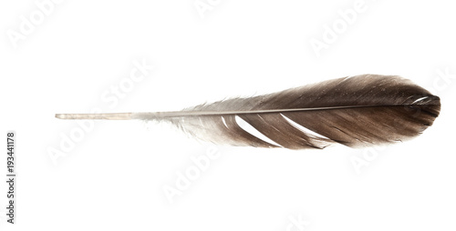 feather quill isolated on white background