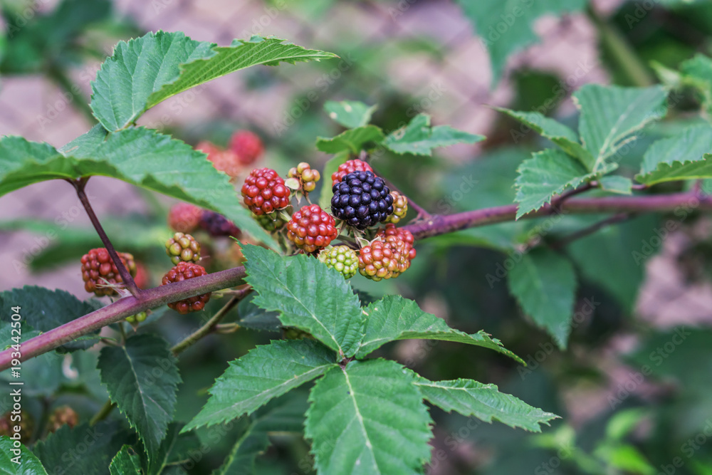Close up of twig blackberries. Shallow depth of focus, bokeh background. Concept healthy eating. Close up of twig blackberries. Shallow depth of focus, bokeh background. Concept healthy eating.