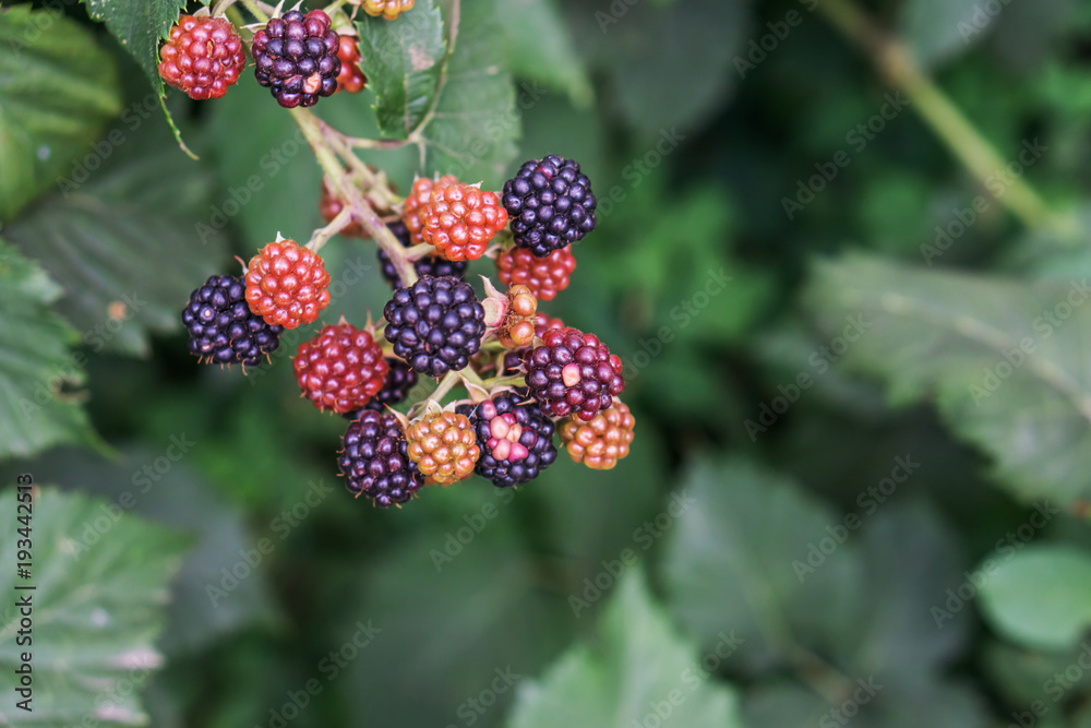 Close up of twig blackberries. Shallow depth of focus, bokeh background. Concept healthy eating. Close up of twig blackberries. Shallow depth of focus, bokeh background. Concept healthy eating.
