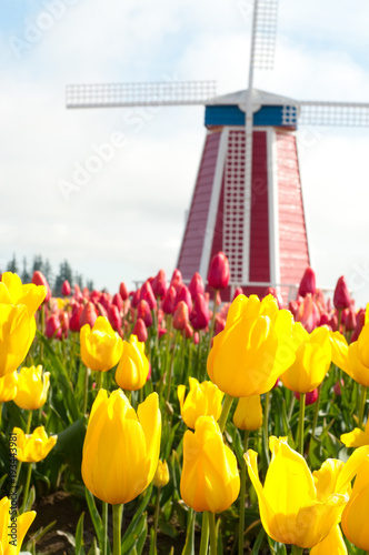 Tulip Festival