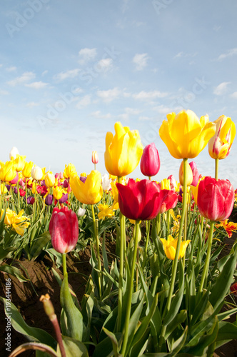 Tulips in field