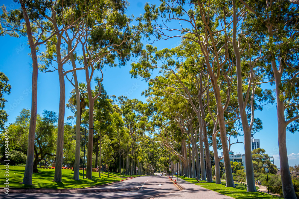 Obraz premium Kings park Perth city Australia