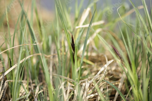 Green grass in early spring bokeh closeup