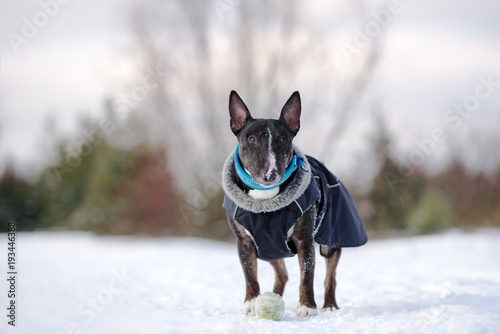 english bull terrier dog outdoors in winter
