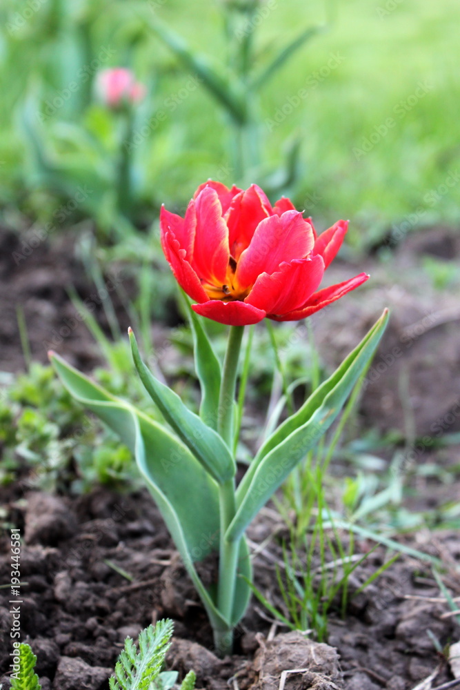 Tulip in the garden in spring Tulip in the garden in spring