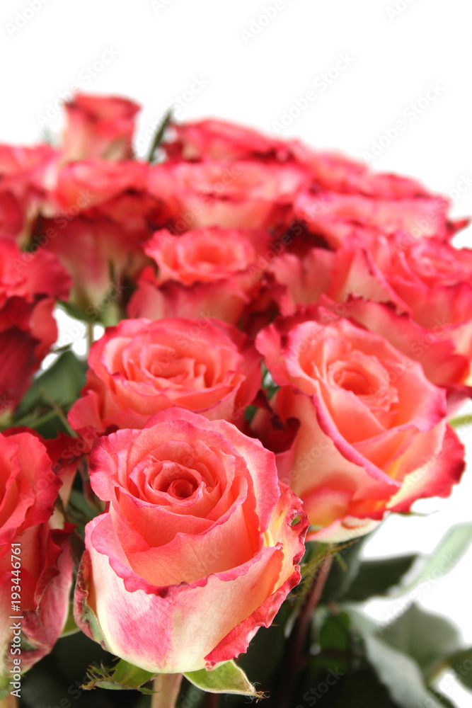 Close-up of a beautiful bouquet of pink roses. Isolated Close-up of a beautiful bouquet of pink roses. Isolated