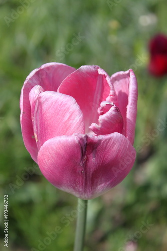 Tulip in the garden in spring