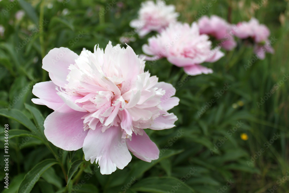 Peony rose flowers on green leaves backgorund Peony rose flowers on green leaves backgorund