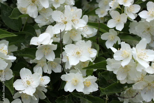 Jasmine flowers blossom