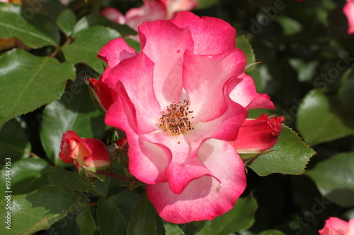 Tea rose roseship flower red on green background photo