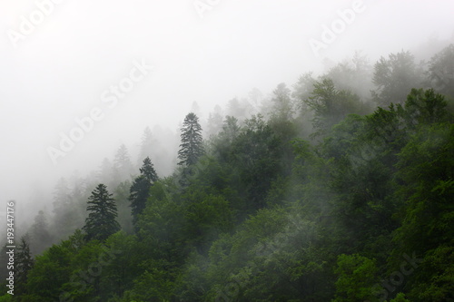 Fototapeta Naklejka Na Ścianę i Meble -  Forest lanscape mountain diagonal on white background of fog and clouds after the rain 