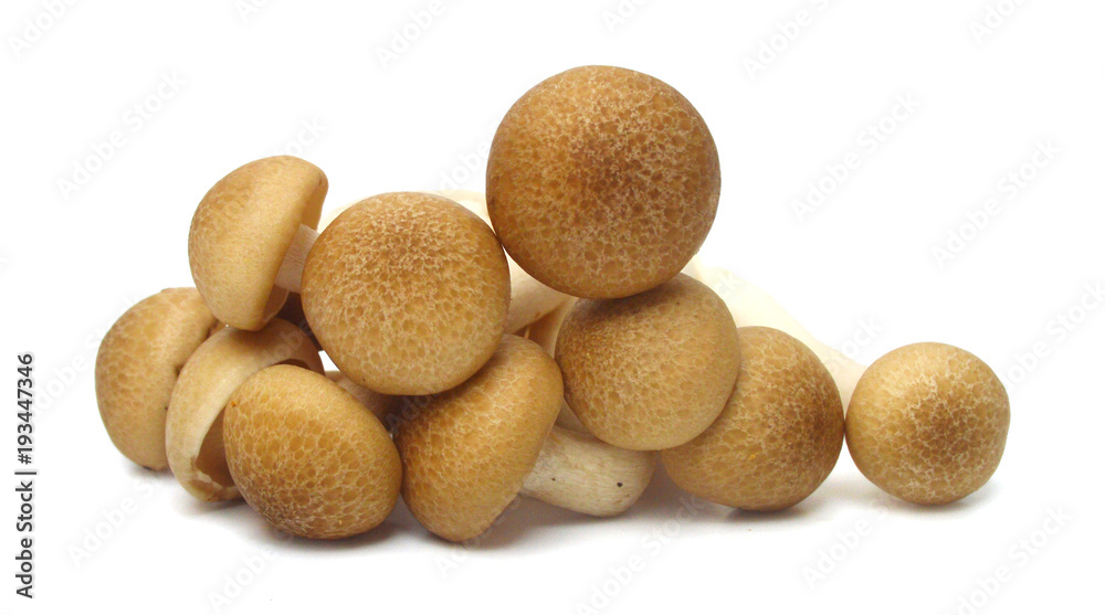 Brown beech mushrooms, Shimeji mushroom, Edible mushroom isolated on white background Brown beech mushrooms, Shimeji mushroom, Edible mushroom isolated on white background