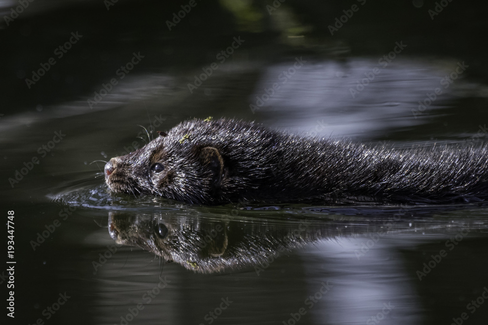 American Mink / Neovison vison American Mink / Neovison vison