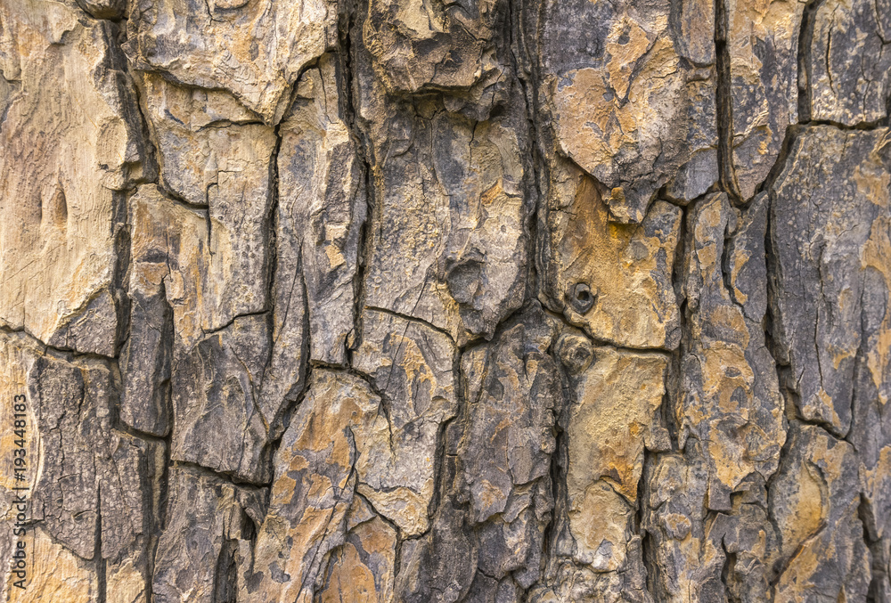 surface,texture of bark wood use as natural background surface,texture of bark wood use as natural background