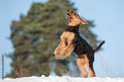 happy airedale terrier puppy jumping up