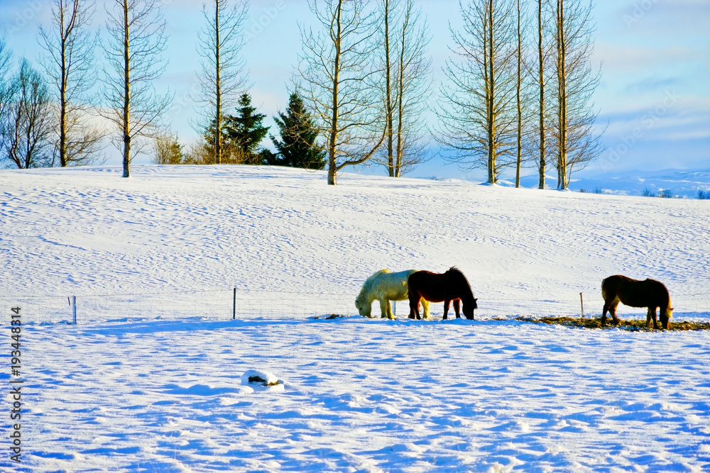 View of some Icelandic horses on the snowy plateau in Iceland in winter. View of some Icelandic horses on the snowy plateau in Iceland in winter.