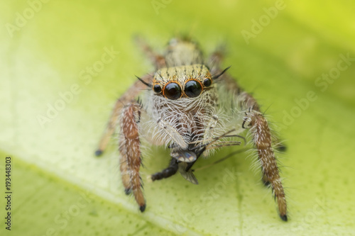 Super macro female Hyllus diardi or Jumping spider with prey on green leaf