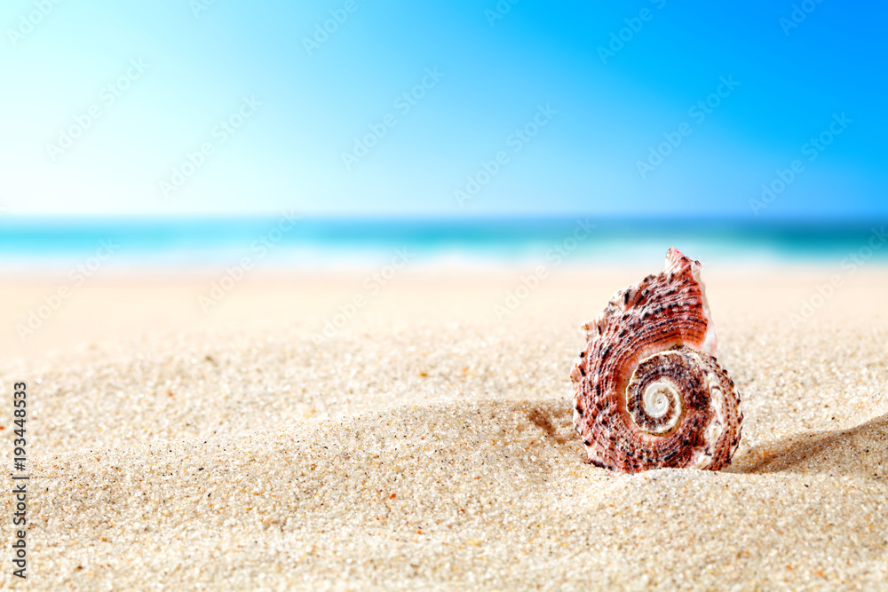 shell on sand shell on sand