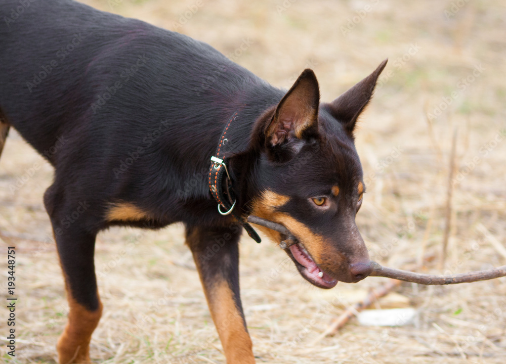 A young dog of the Australian kelpie breed plays in the grass