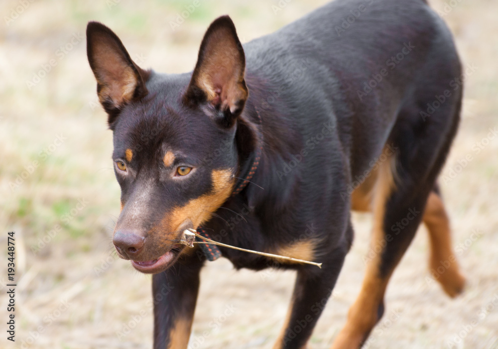 A young dog of the Australian kelpie breed plays in the grass A young dog of the Australian kelpie breed plays in the grass