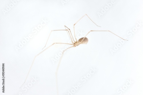 A spider who lives at home on a white wall. Macro