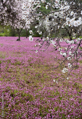 Fototapeta Naklejka Na Ścianę i Meble -  Spring beautiful and colorful landscape.