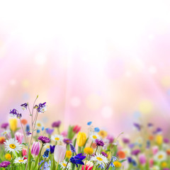 Nature background with wild flowers