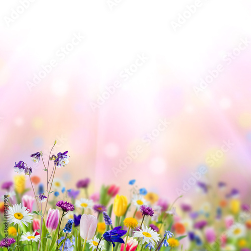 Nature background with wild flowers