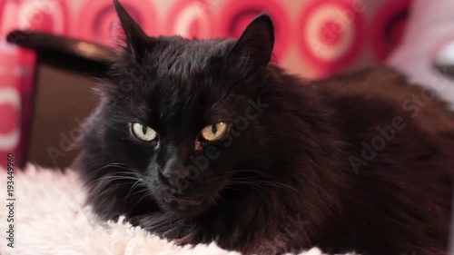 brown cat lounges in an armchair