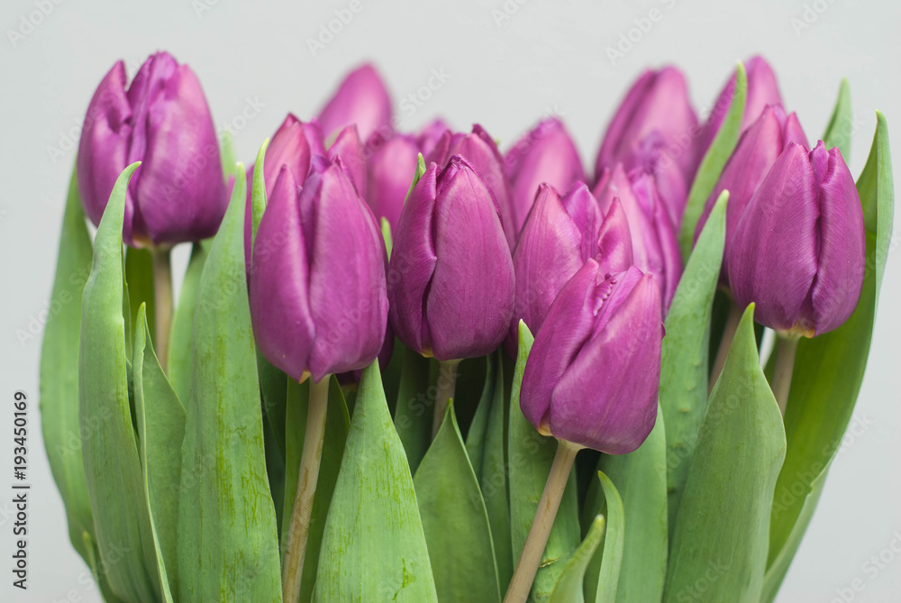 Group of Puprle Tulips. Spring Bouquet of Beautiful Flowersover Light Background. Spring ans summer Flower Background for Greeting. Group of Puprle Tulips. Spring Bouquet of Beautiful Flowersover Light Background. Spring ans summer Flower Background for Greeting.