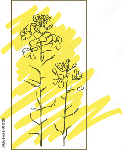 Bright, sunny flowering Brassica napus. Yellow Fields
