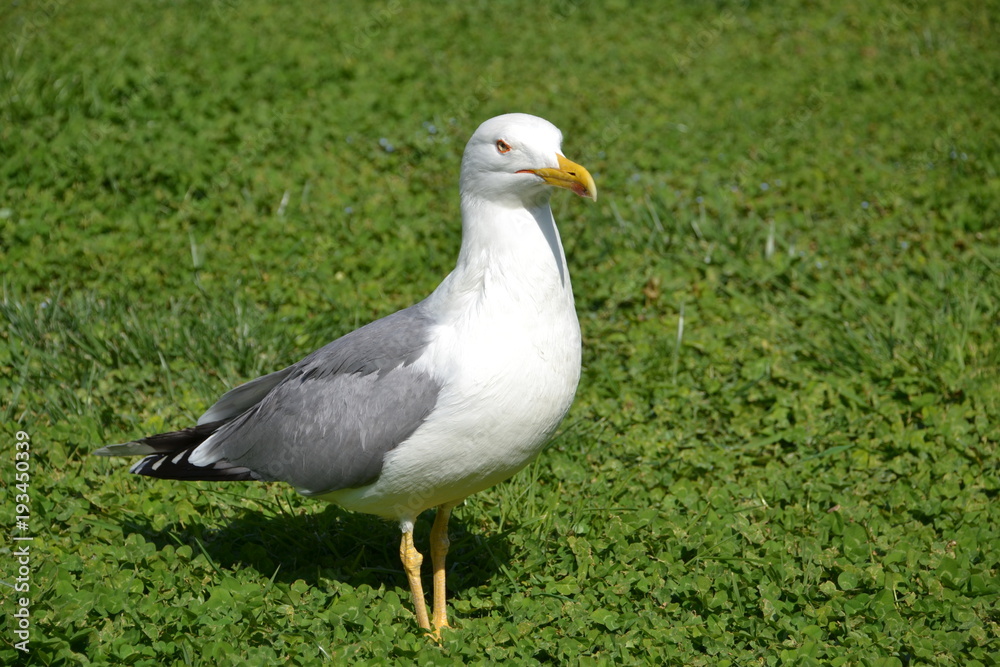 Fototapeta premium seagull
