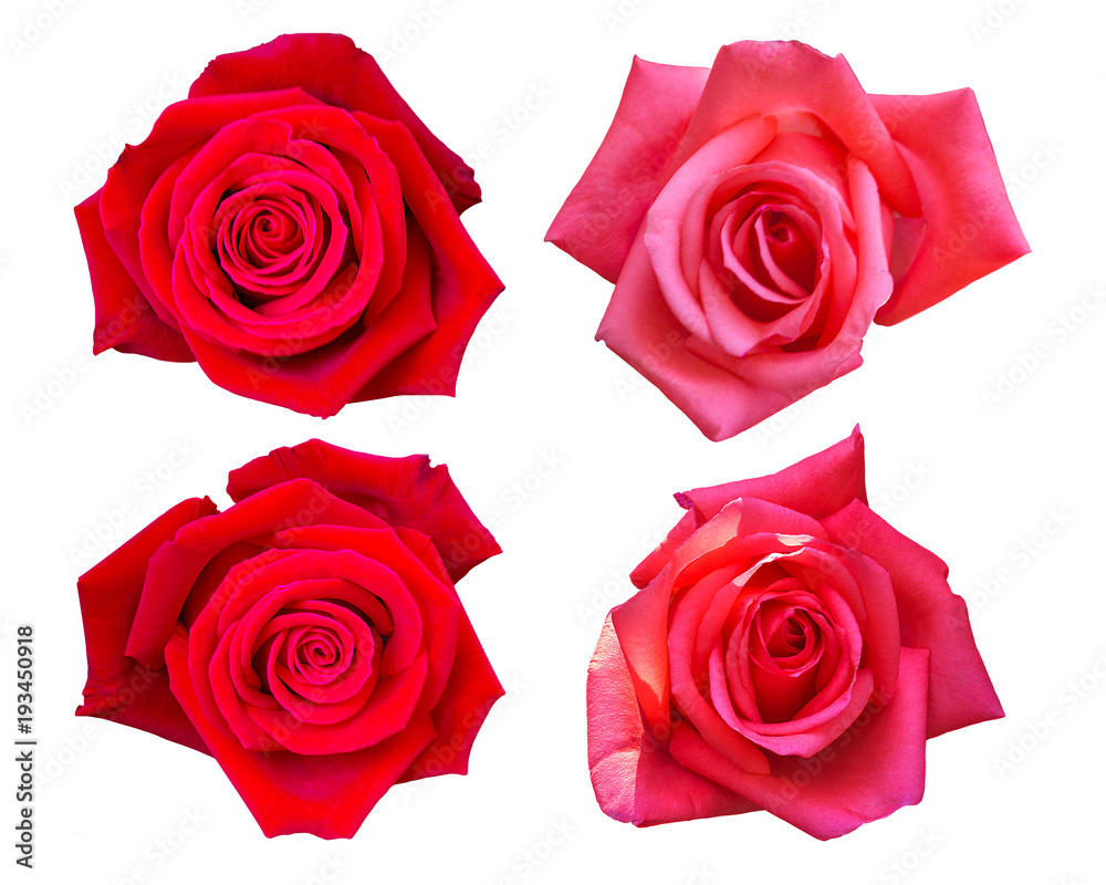Beautiful Red Rose Flower Isolated On White Background, Flower For Lover And Wedding Beautiful Red Rose Flower Isolated On White Background, Flower For Lover And Wedding