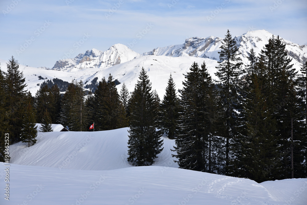Fototapeta premium Montagnes et sapins à Lenk dans l'Oberland bernois en Suisse