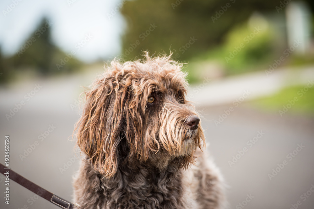 Fototapeta premium Labradoodle portrait