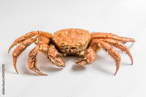 crab bristly hairy lie on white background