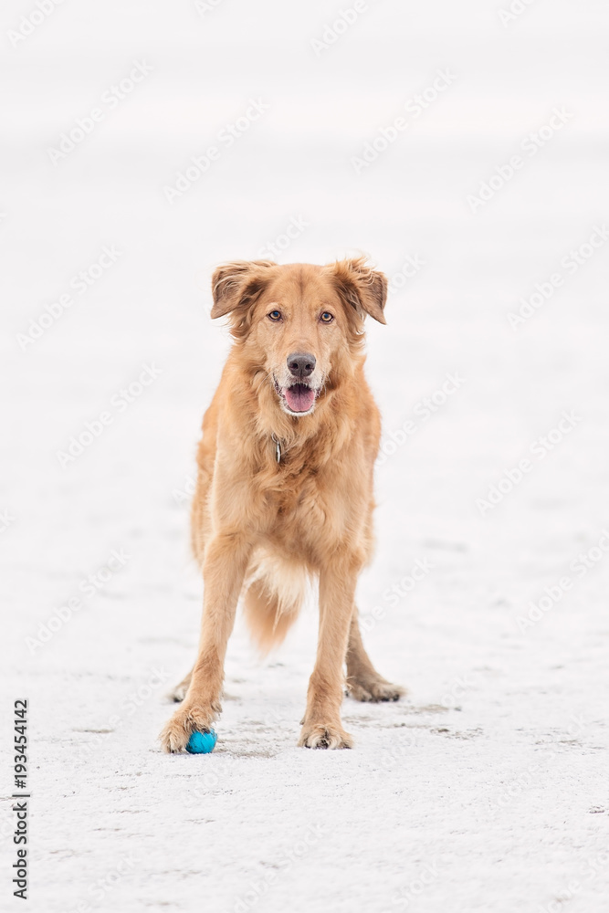 Golden Retriever standing on toy Golden Retriever standing on toy