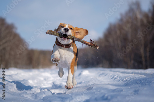 Fototapeta Naklejka Na Ścianę i Meble -  Beagle running around and playing with the winter forest