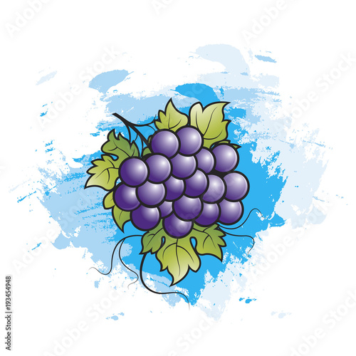 bunch of grapes over blue brush strokes vector drawing
