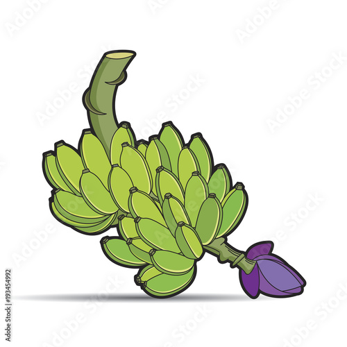 bunch of raw bananas vector cartoon