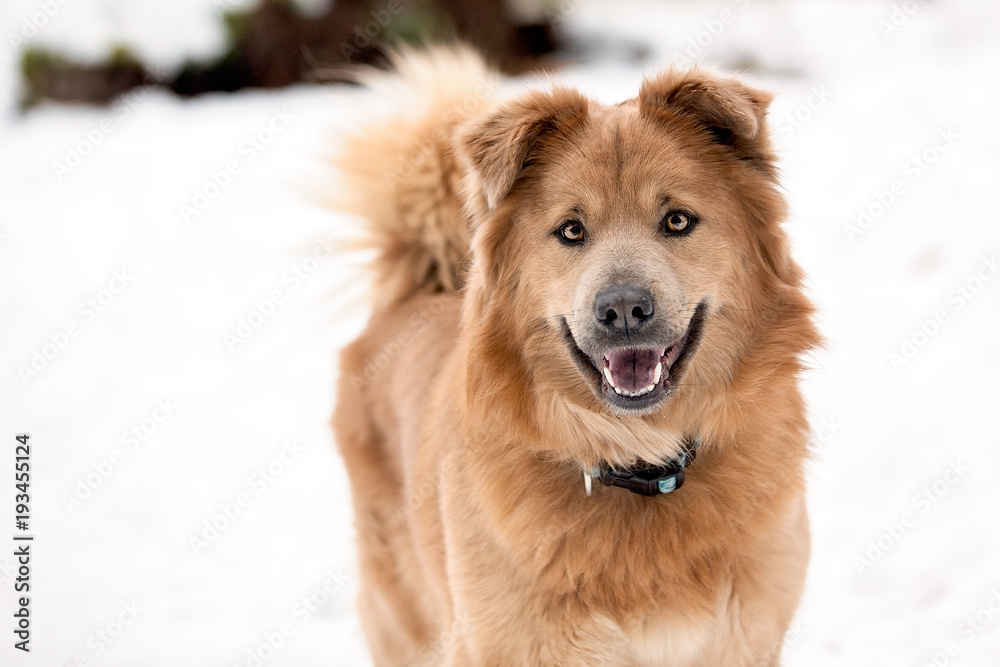 Happy Mixed Breed in Winter