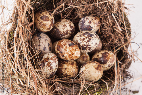 quail eggs in a nest on a white background.
