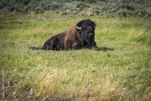 North American Bison 