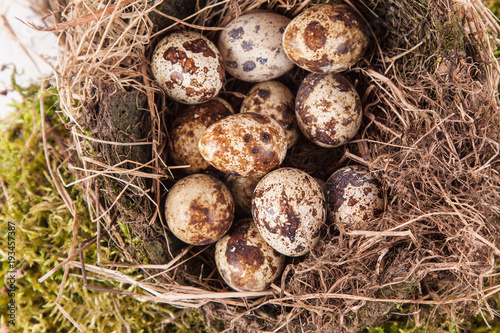 quail eggs in a nest on a white background