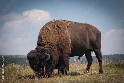 North American Bison grazing on plains