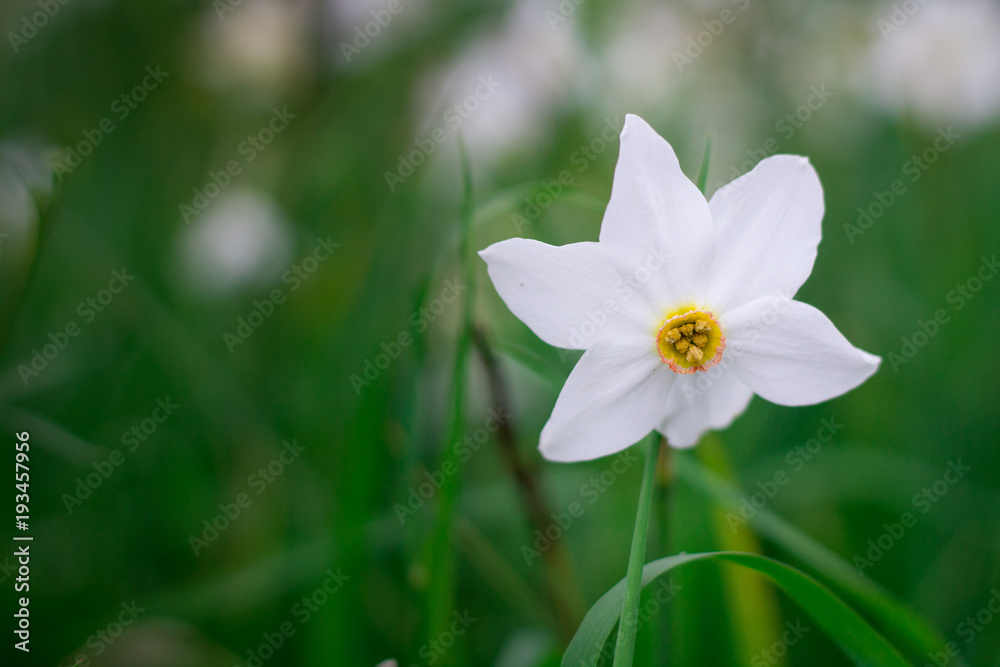 White narcissus with yellow core on wild meadow close up White narcissus with yellow core on wild meadow close up