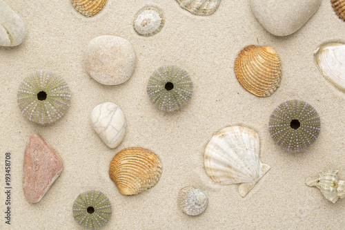 Sea shells and star fish