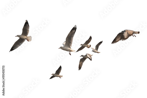 Flock of birds flying isolated on white background. This has clipping path.